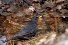 Turdus merula