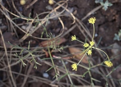 Lomatium marginatum marginatum