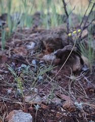 Lomatium marginatum marginatum