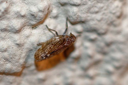 Nanocixius discrepans