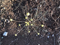 Lomatium marginatum marginatum