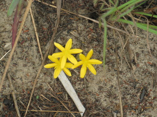 Curculigo pilosa (Curculigo pilosa)