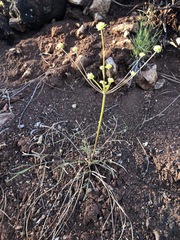 Lomatium marginatum marginatum