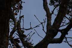 Lepidocolaptes leucogaster