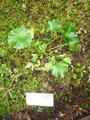 Azorella lyallii
