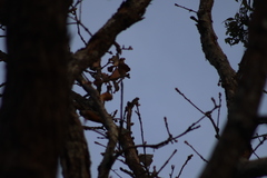 Lepidocolaptes leucogaster