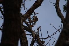 Lepidocolaptes leucogaster