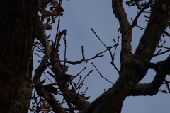 Lepidocolaptes leucogaster