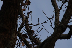 Lepidocolaptes leucogaster