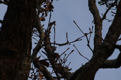 Lepidocolaptes leucogaster