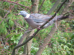 Columba palumbus