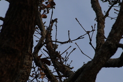 Lepidocolaptes leucogaster