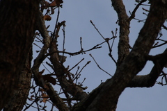 Lepidocolaptes leucogaster