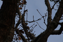 Lepidocolaptes leucogaster