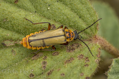 Chauliognathus hieroglyphicus