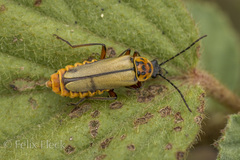 Chauliognathus hieroglyphicus