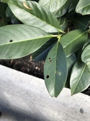 Wilsonomyces carpophilus