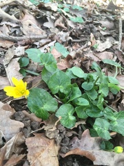 Ficaria verna