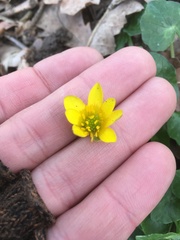 Ficaria verna
