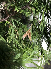 Pestalotiopsis funerea