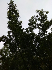 Podocarpus costalis