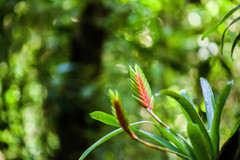 Vriesea interrogatoria