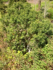 Melicytus lanceolatus