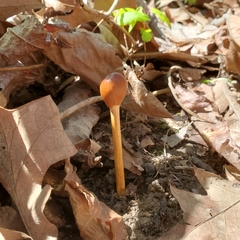 Ophiocordycipitaceae