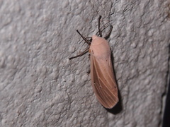 Creatonotos transiens vacillans