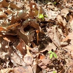 Ophiocordycipitaceae