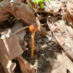 Ophiocordycipitaceae