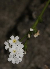 Plagiobothrys strictus