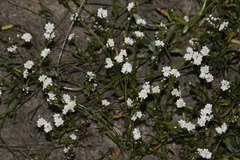 Plagiobothrys strictus