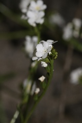 Plagiobothrys strictus