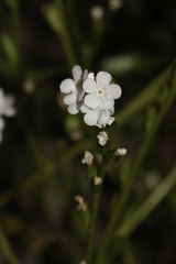 Plagiobothrys strictus