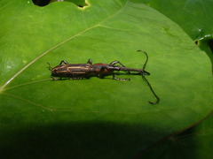 Nemorhinus myrmecophaga