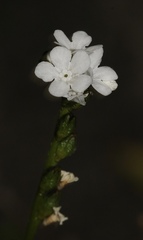 Plagiobothrys strictus