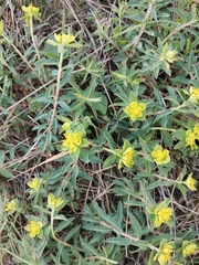 Euphorbia verrucosa
