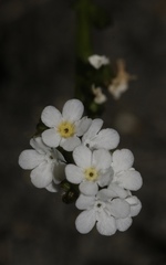 Plagiobothrys strictus