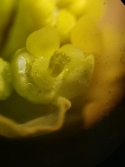 Euphorbia verrucosa