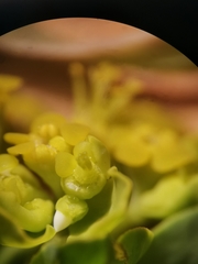 Euphorbia verrucosa