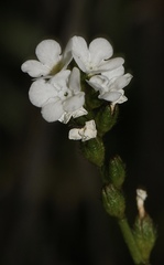 Plagiobothrys strictus