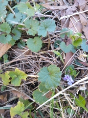 Glechoma hederacea