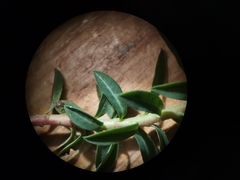 Euphorbia verrucosa