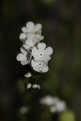 Plagiobothrys strictus