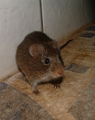 Oryzomys dimidiatus