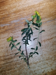 Euphorbia verrucosa
