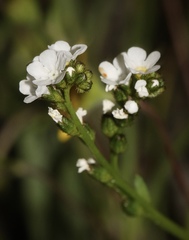 Plagiobothrys strictus