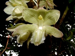 Clowesia russelliana