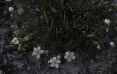 Spergularia macrotheca longistyla